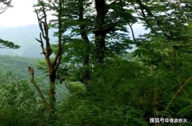 新黄金矿工